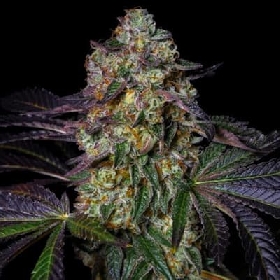 Kushmallow > Pure Instinto